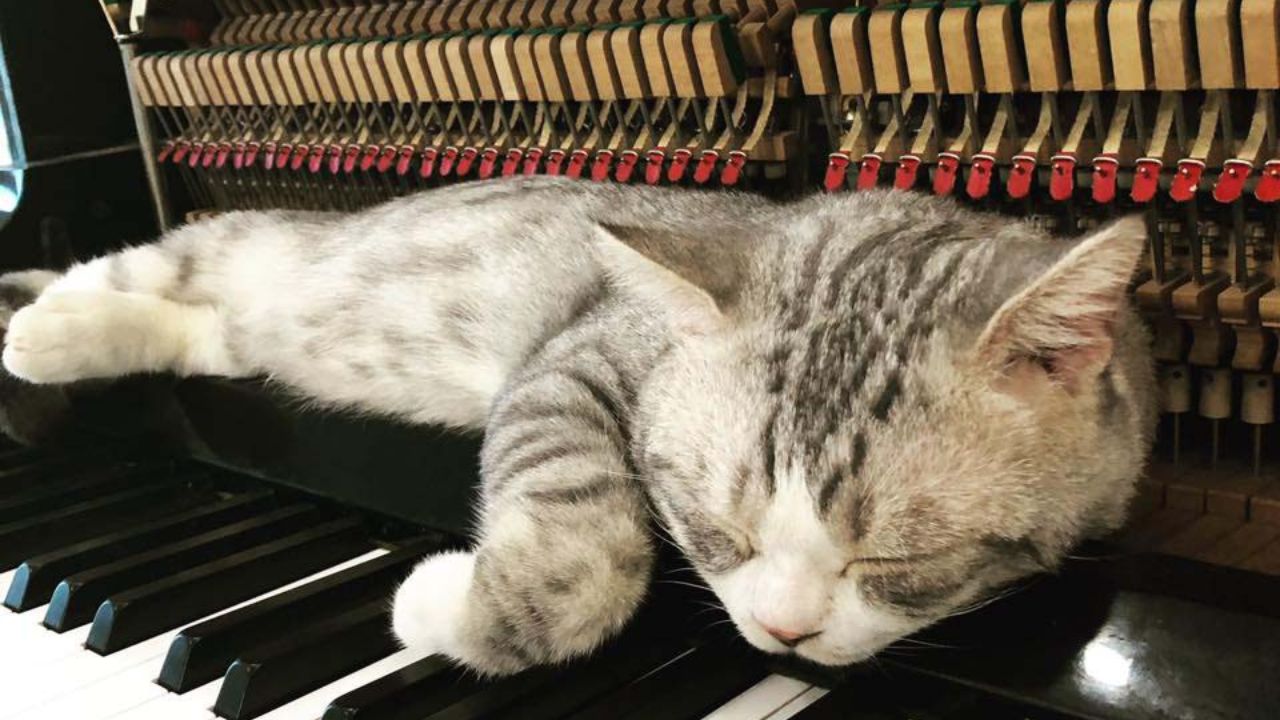 micio accoccolato su pianoforte