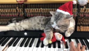 Questo micio si gode tutto lo spirito del Natale facendosi “coccolare” dai martelletti del pianoforte