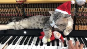 Questo micio si gode tutto lo spirito del Natale facendosi “coccolare” dai martelletti del pianoforte