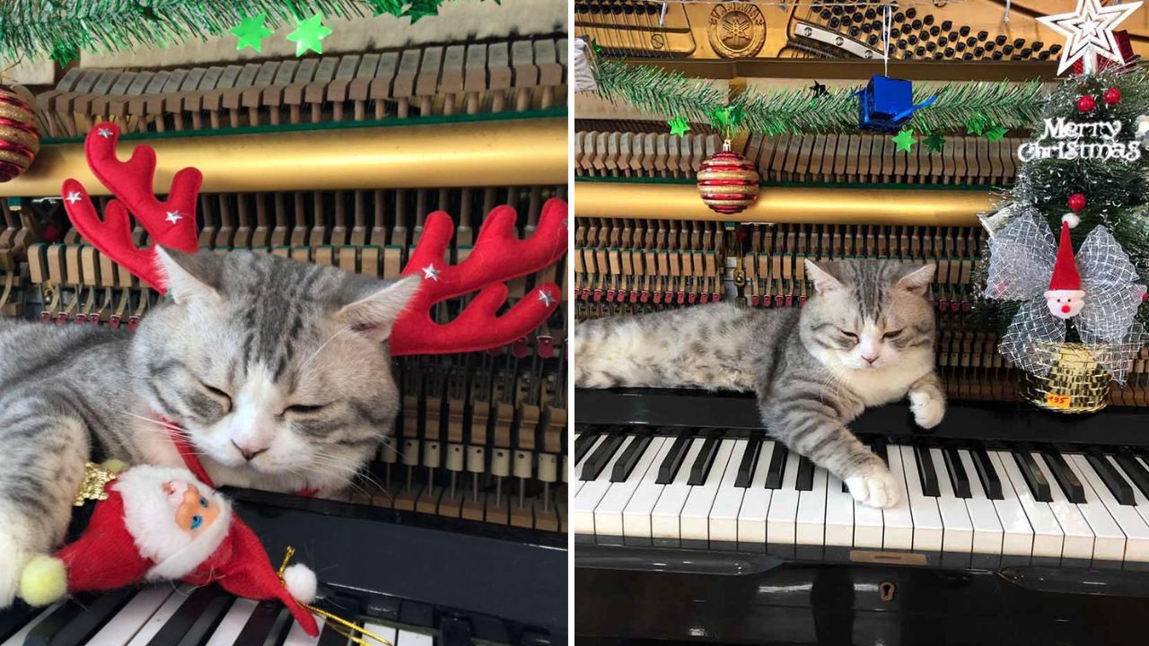 micio accoccolato sul pianoforte