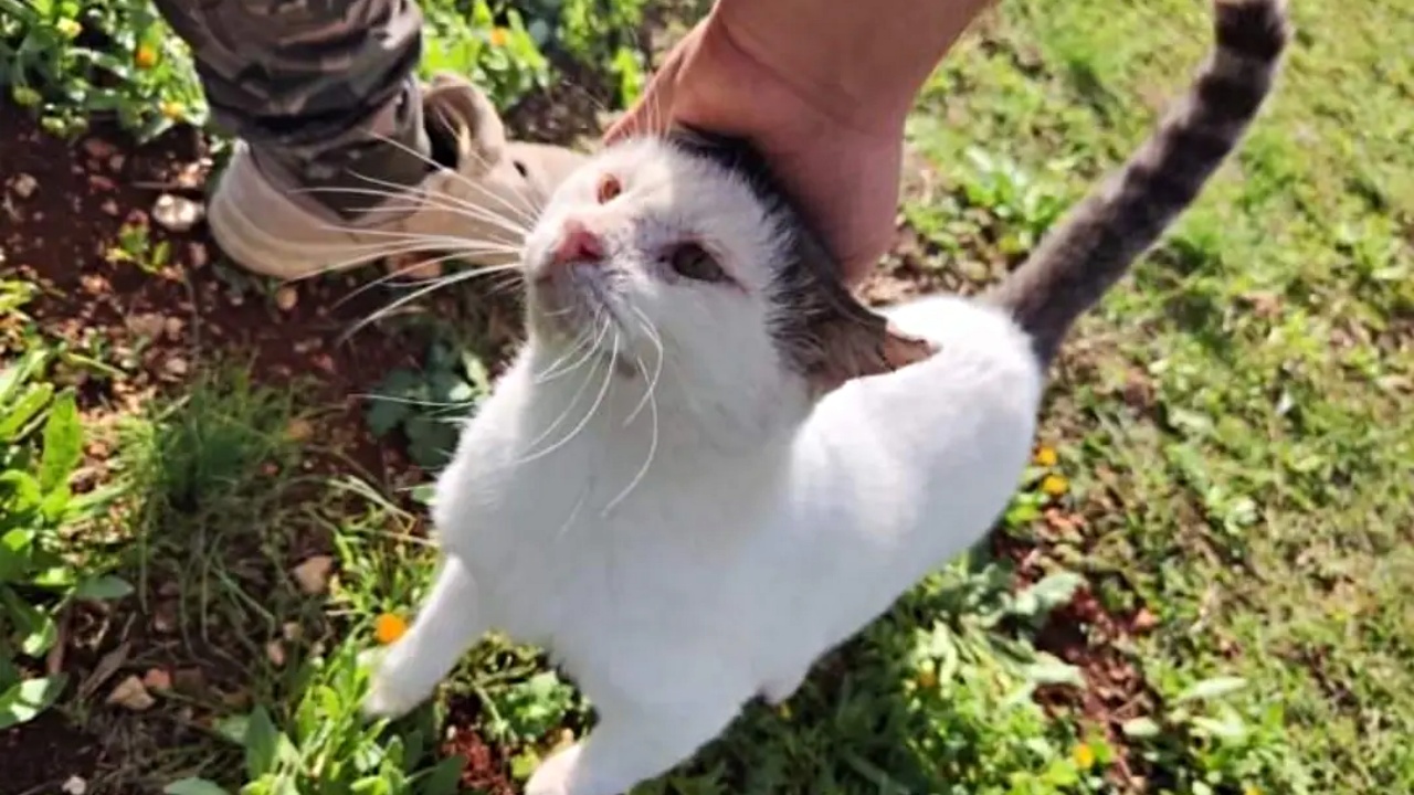 gatto bianco e grigio