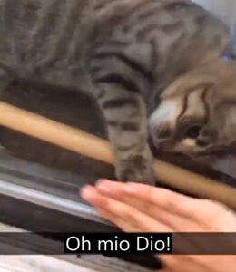 Sì, il video di questo gatto che forza una serratura è qualcosa di davvero speciale