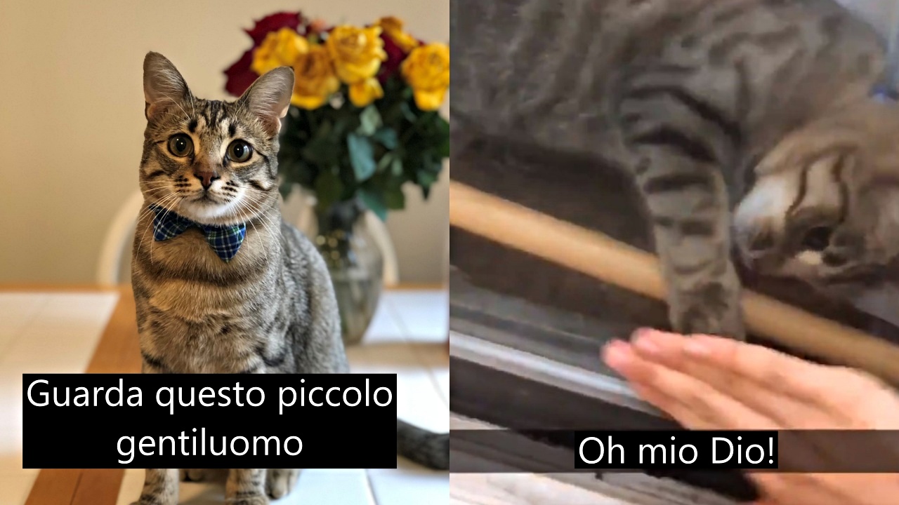 gatto