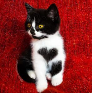 Sì, questa gattina ha letteralmente un cuore stampato sul petto. Ed è meravigliosa