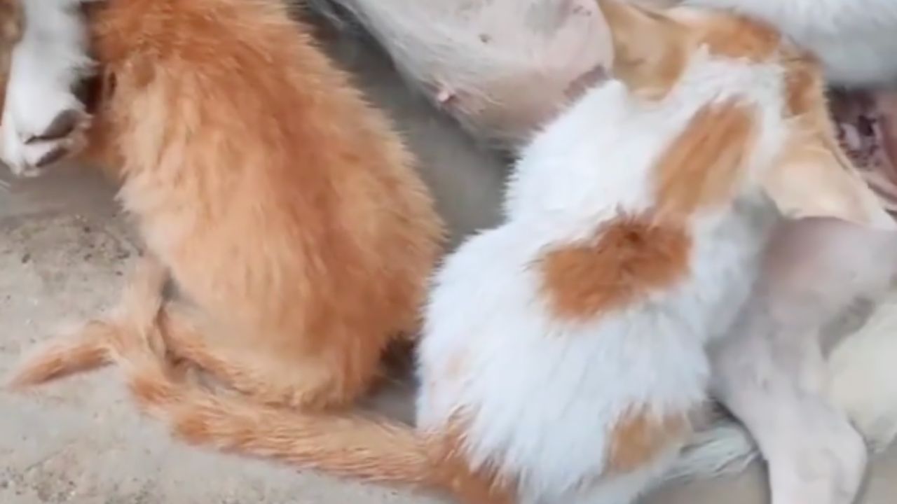 cagnolina salva tre gatti