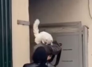 Un dolcissimo gatto randagio viene salvato dal suo nuovo padrone (VIDEO)
