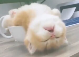 Un gattino minuscolo si addormenta in una posizione davvero esilarante (VIDEO)