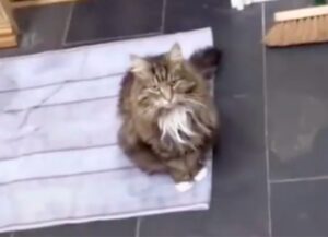 Un gatto corre in cucina appena sente il padrone aprire una scatoletta di tonno
