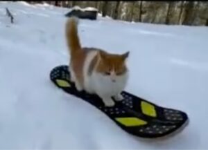Un gatto davvero agile riesce a rimanere in equilibrio su di una tavola da snowboard mentre scia insieme al suo padrone