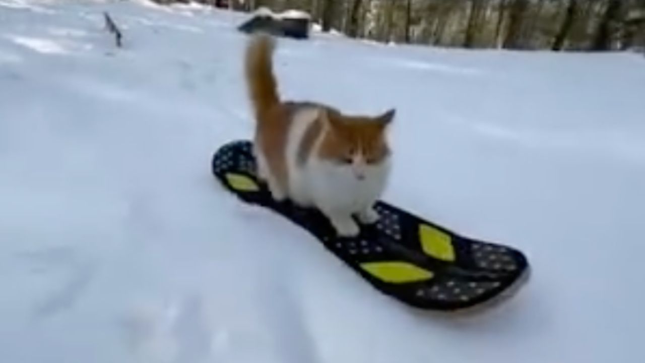 gatto scia 
