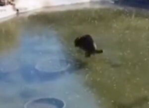 Un gatto prova prendere un pesce correndo in modo buffo perchè si trova sulla superficie di una lago ghiacciato (VIDEO)