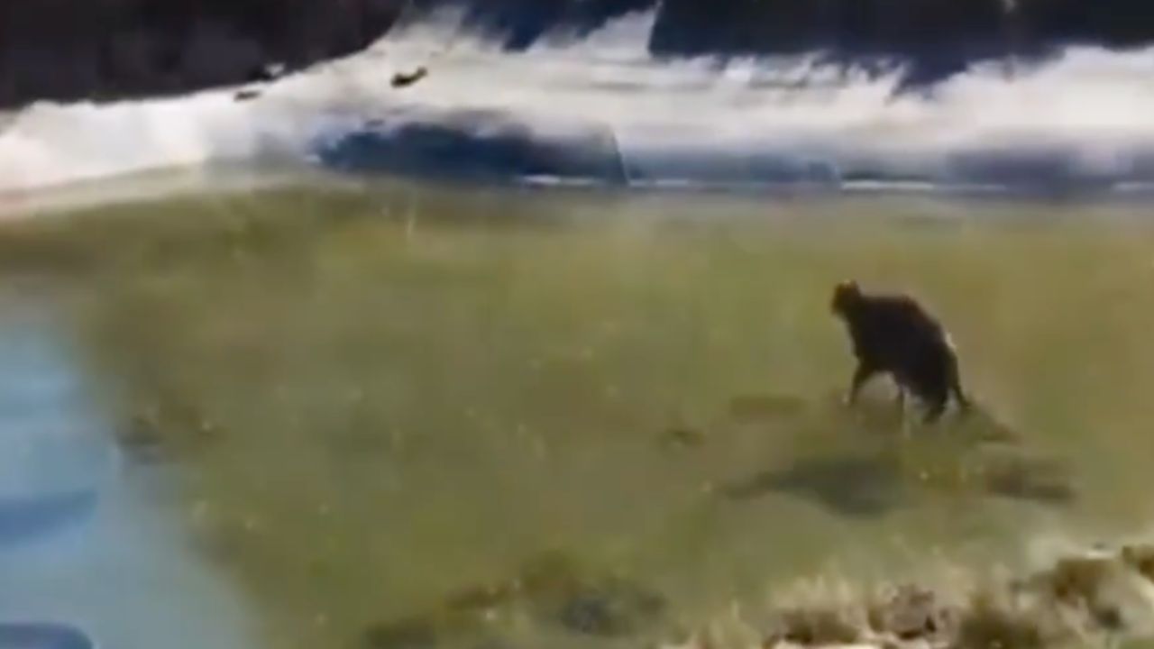 gatto corre sul ghiaccio per prendere un pesce