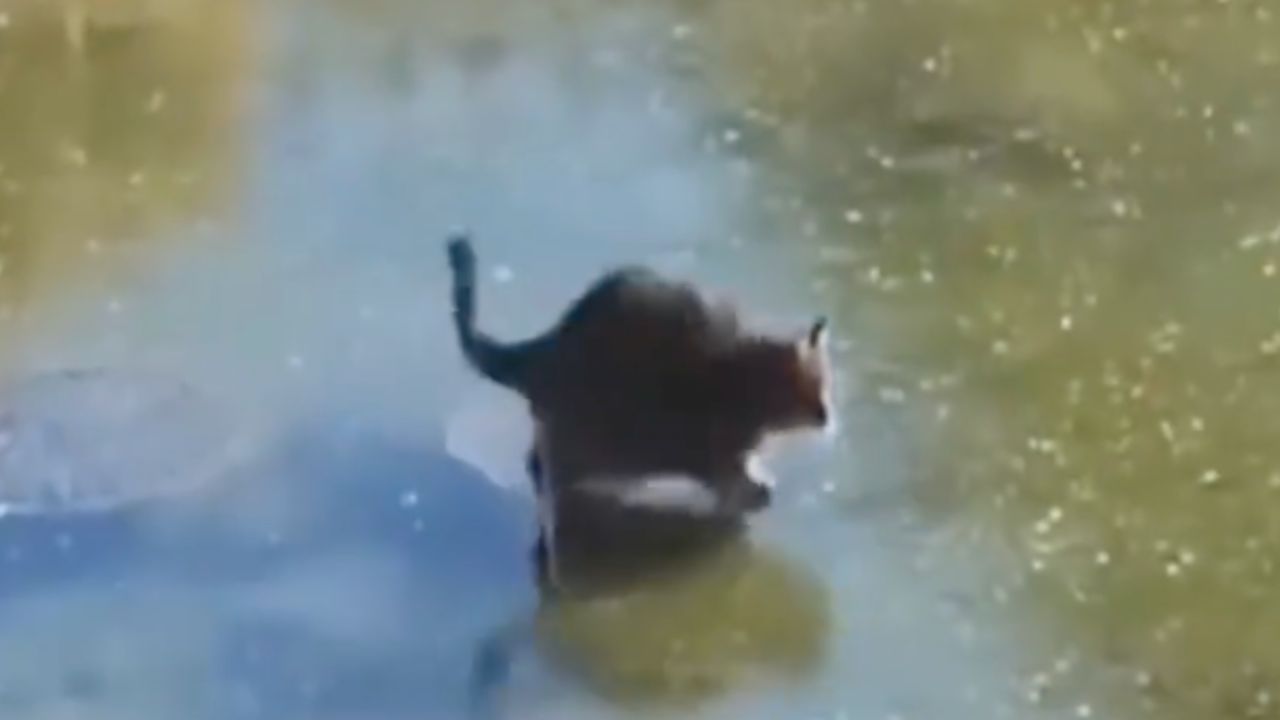 Gatto prova a prendere un pesce