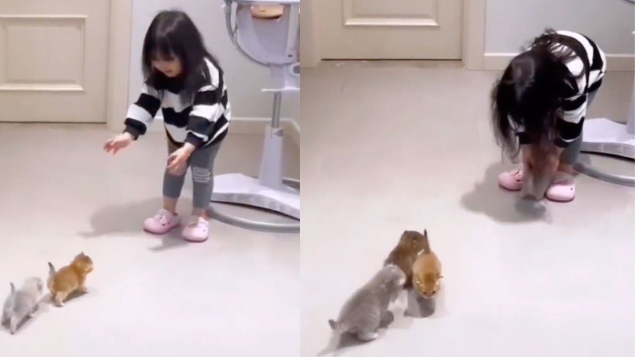 bambina gioca con i gatti