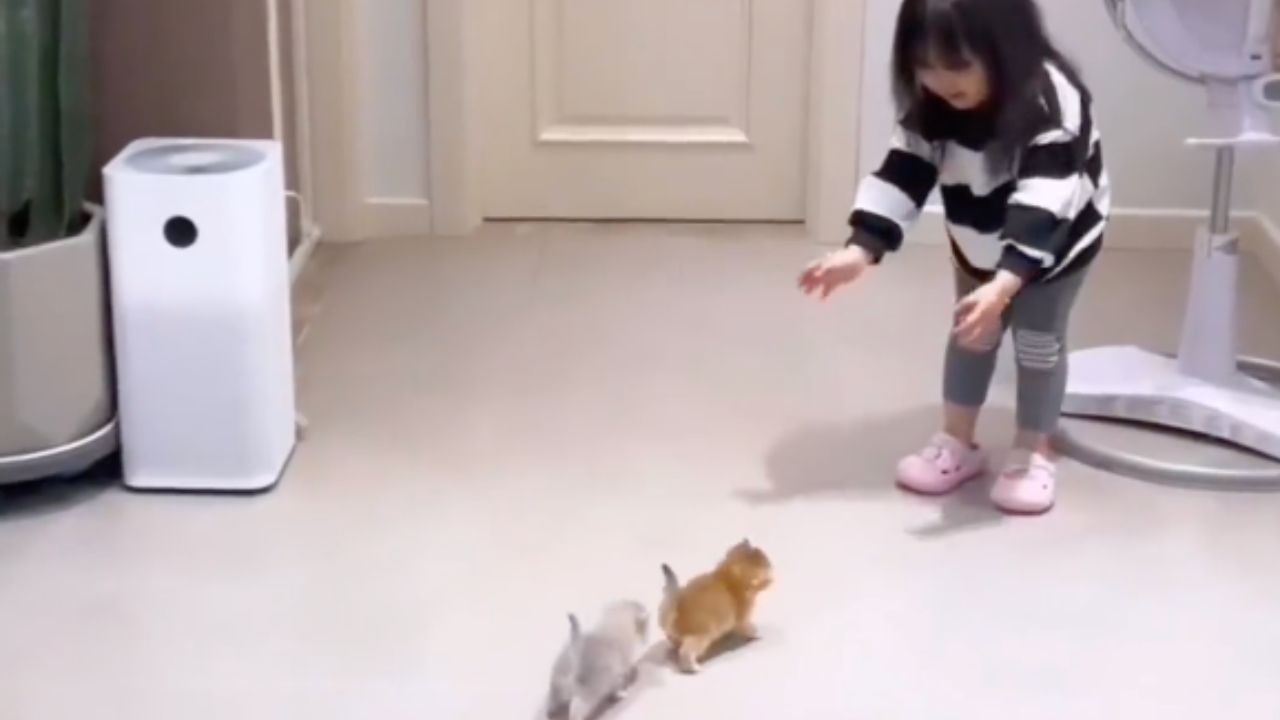 bambina si prende cura di quattro gattini