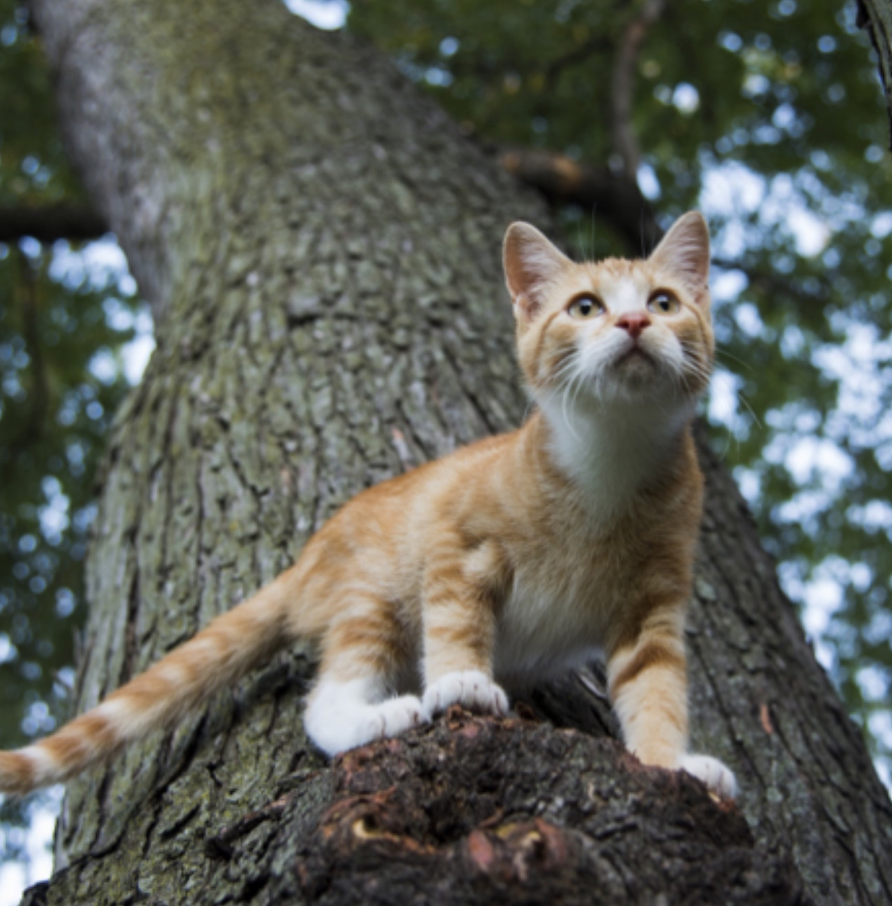 Gatto si arrampica su un albero