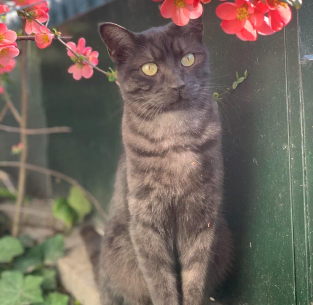gatto circondato da fiori