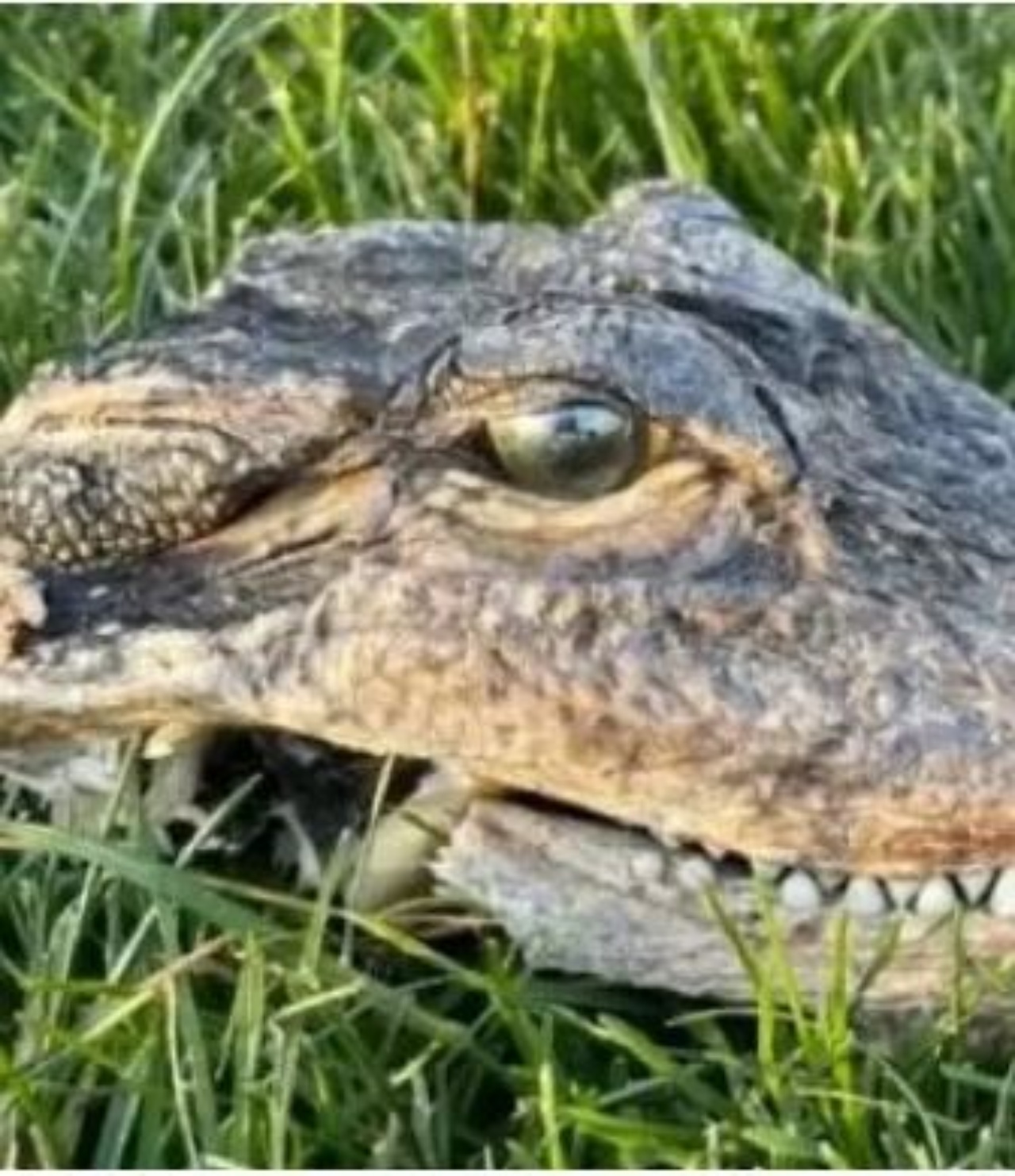 La testa di un alligatore su un prato