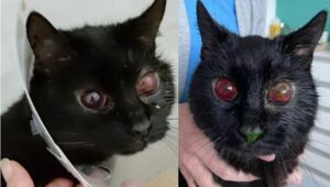 un gatto nero con gli occhi rossi