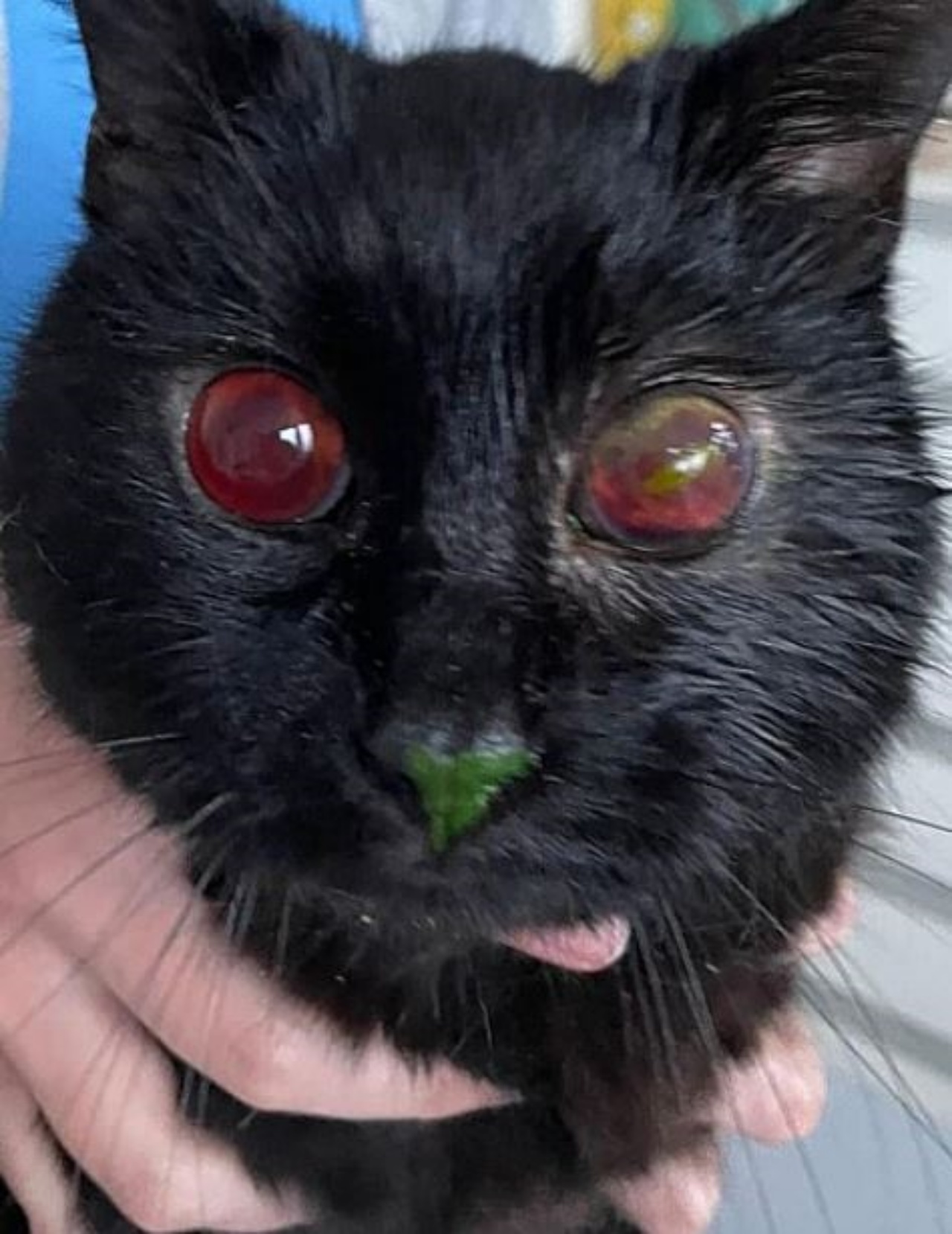 Un gatto di nome Augi con il naso verde
