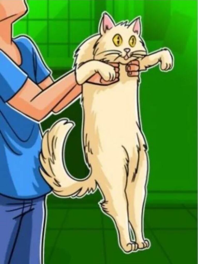 Come fare il bagno al gatto