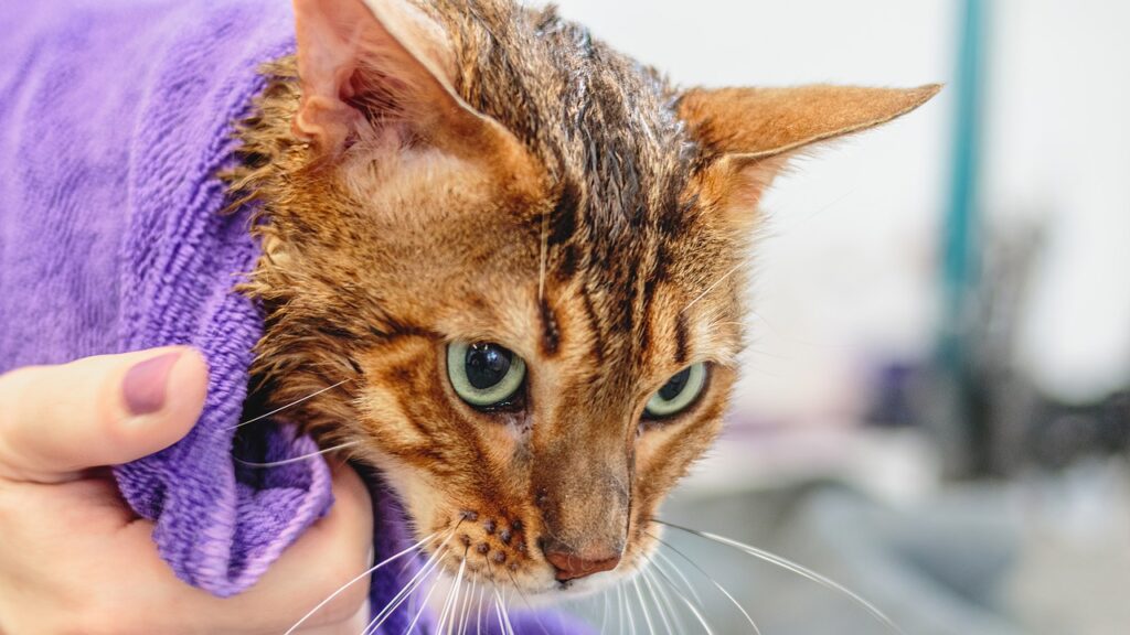 Fare il bagno al gatto