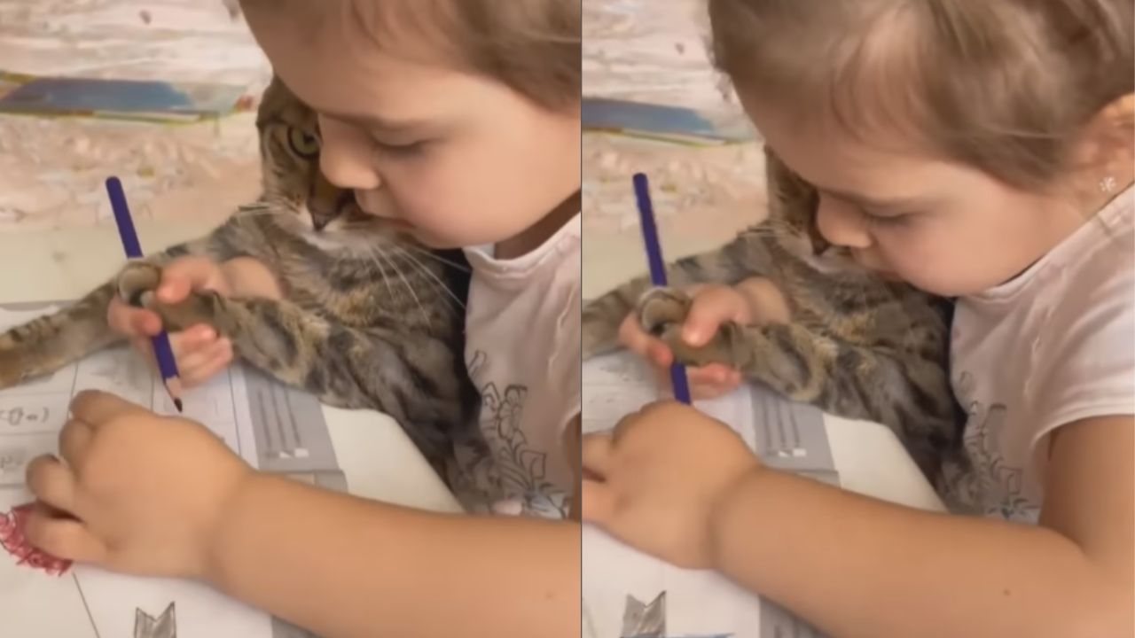 bambina insegna gatto a colorare