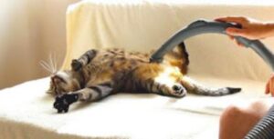 Bobo: il gatto che ama essere aspirato gioca con l’aspirapolvere