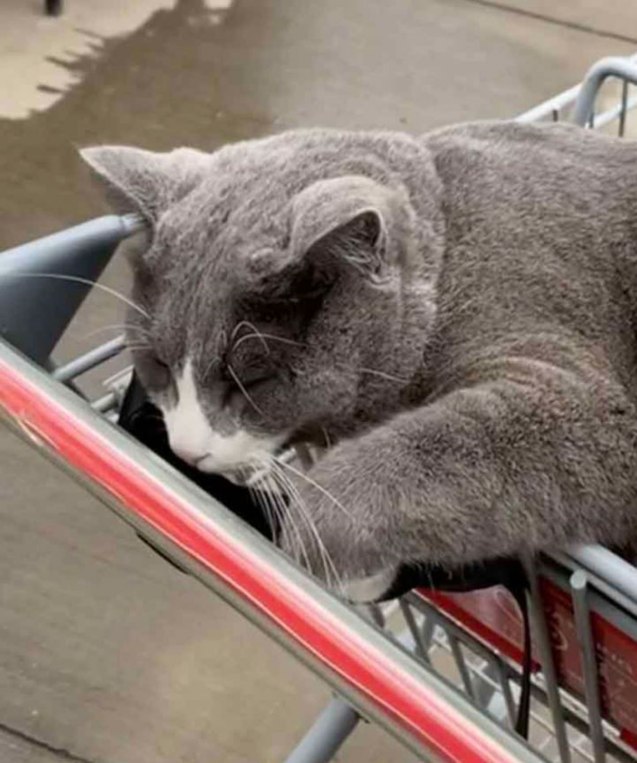 un gatto di nome Boots dorme su un carrello