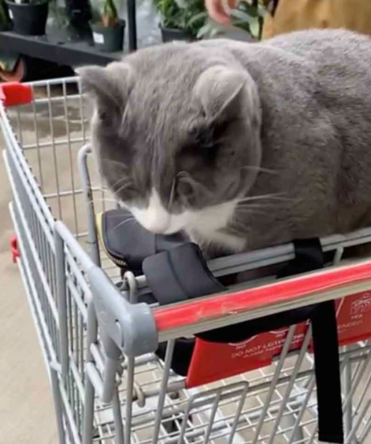 un gatto su un carrello, che si chiama Boots