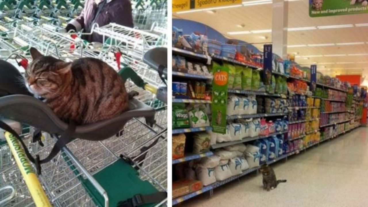 Un gatto di nome Brutus al supermercato