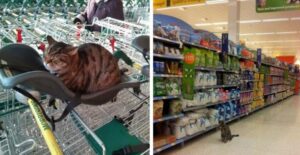 Gatto proprietario di un supermercato: ci conquisteranno partendo dal nostro palato