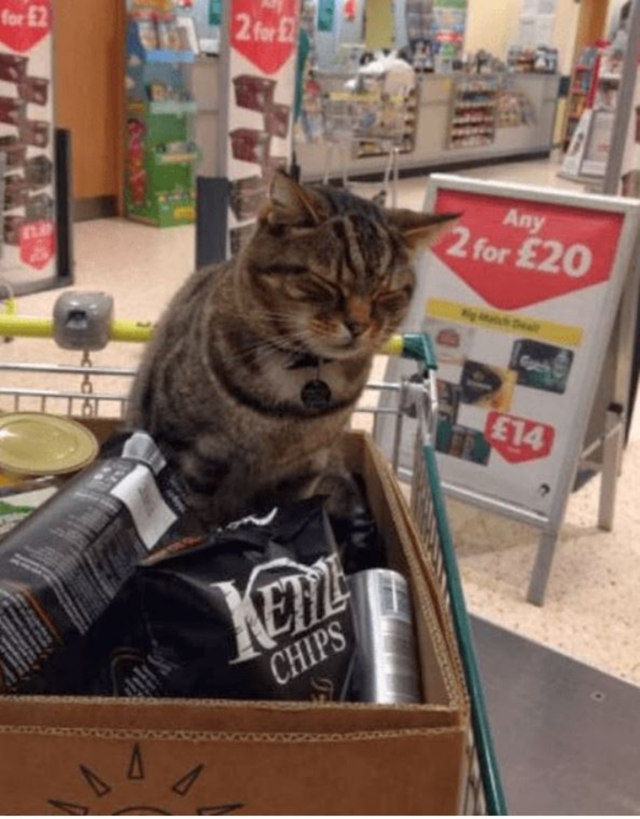 Brutus su un carrello della spesa al supermercato