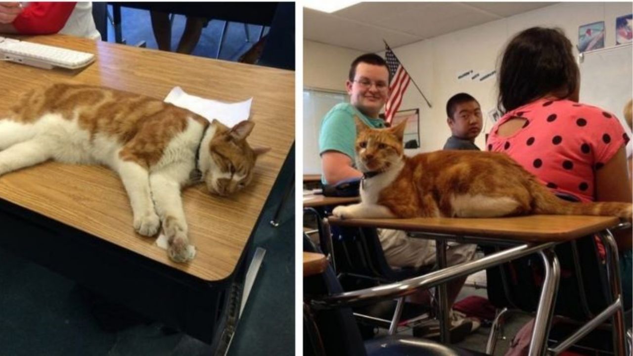 Un gatto di nome Bubba a scuola