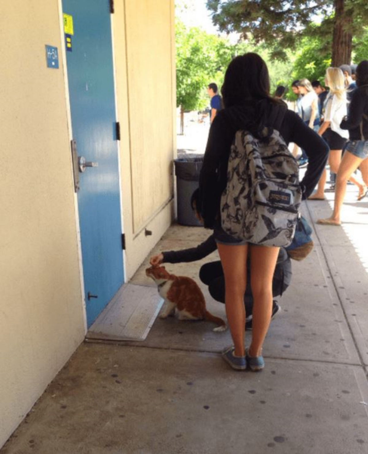 Un gatto di fronte ad una porta che conduce ad un'aula universitaria