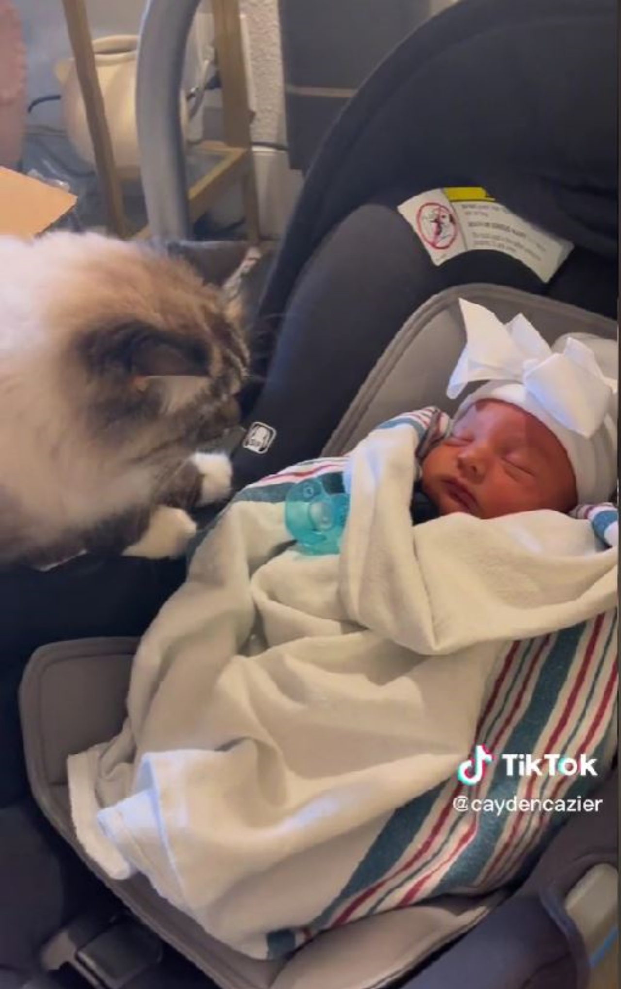Un gatto con un bambino appena nato
