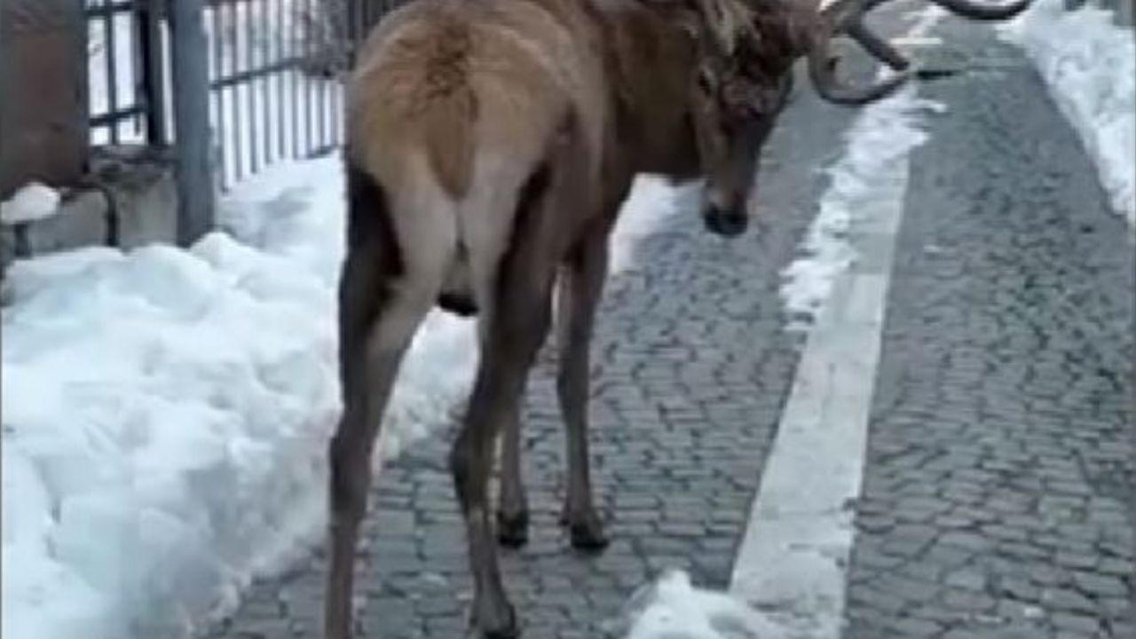 Un cervo tra la neve
