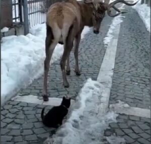 L’incontro fra il gatto e il cervo è di sicuro la cosa più carina che vedrete oggi