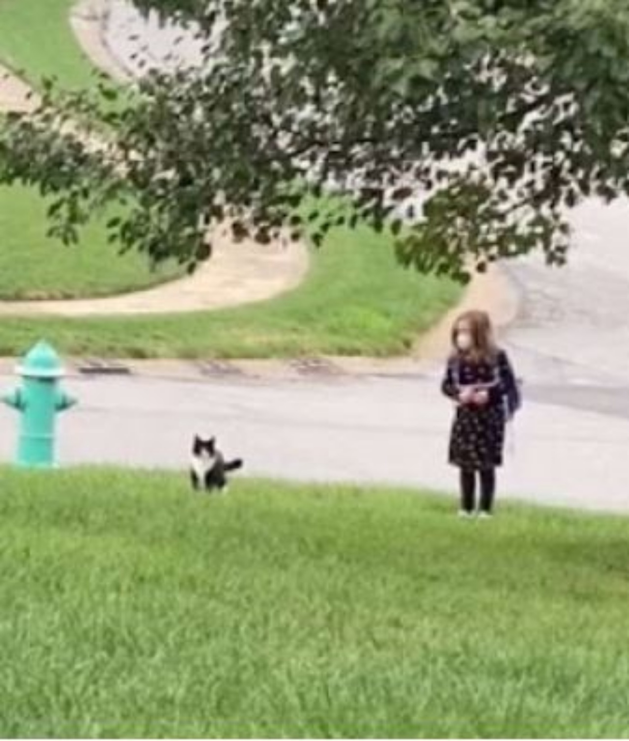 Un gatto con la sua sorellina alla fermata dell'autobus