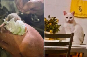 Gattina adottata dopo esser stata gettata nell’immondizia: aveva solo qualche ora di vita