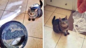 Il gatto porta ogni giorno un “regalo” diverso ai suoi genitori umani, per ringraziarli