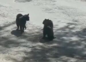 Due gatti sono faccia a faccia pronti per lo scontro quando all’improvviso arriva un uccello fastidioso (VIDEO)