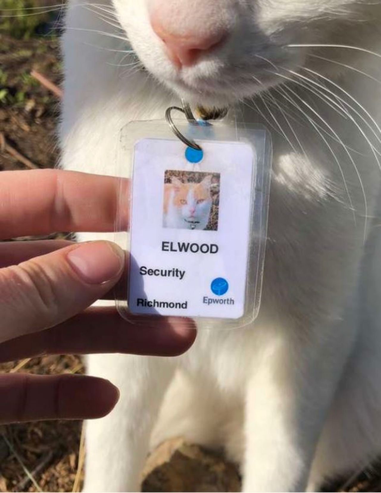 un gatto con un badge personale