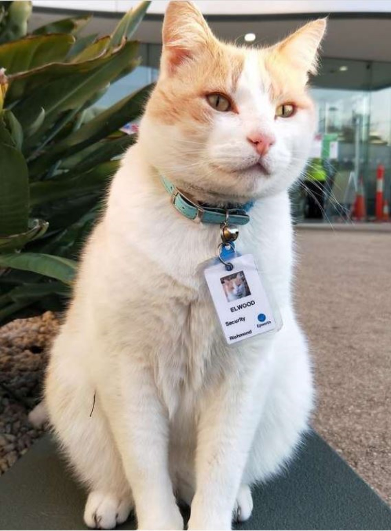 un gatto di nome Elwood con un badge