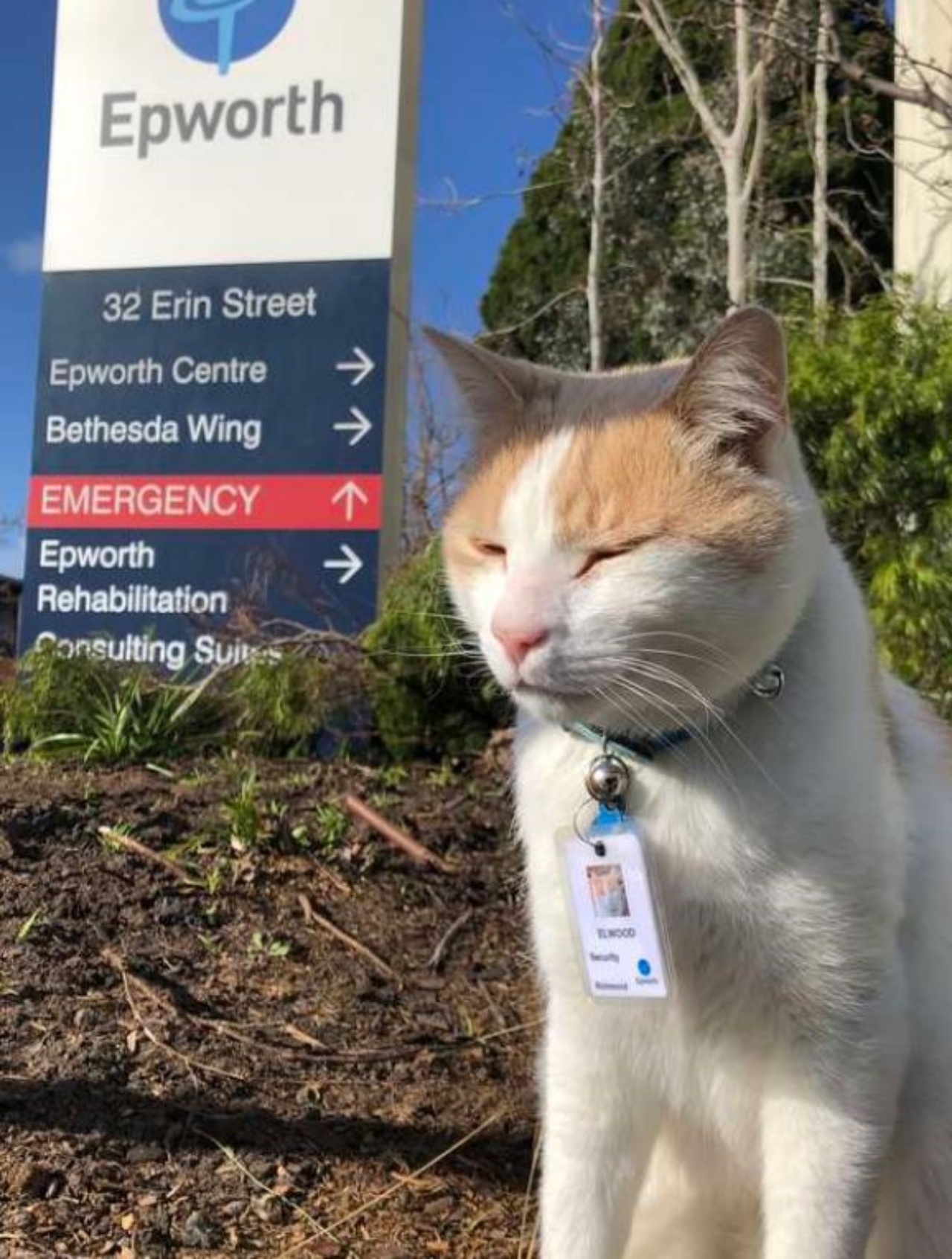 Elwood di fronte ad un ospedale