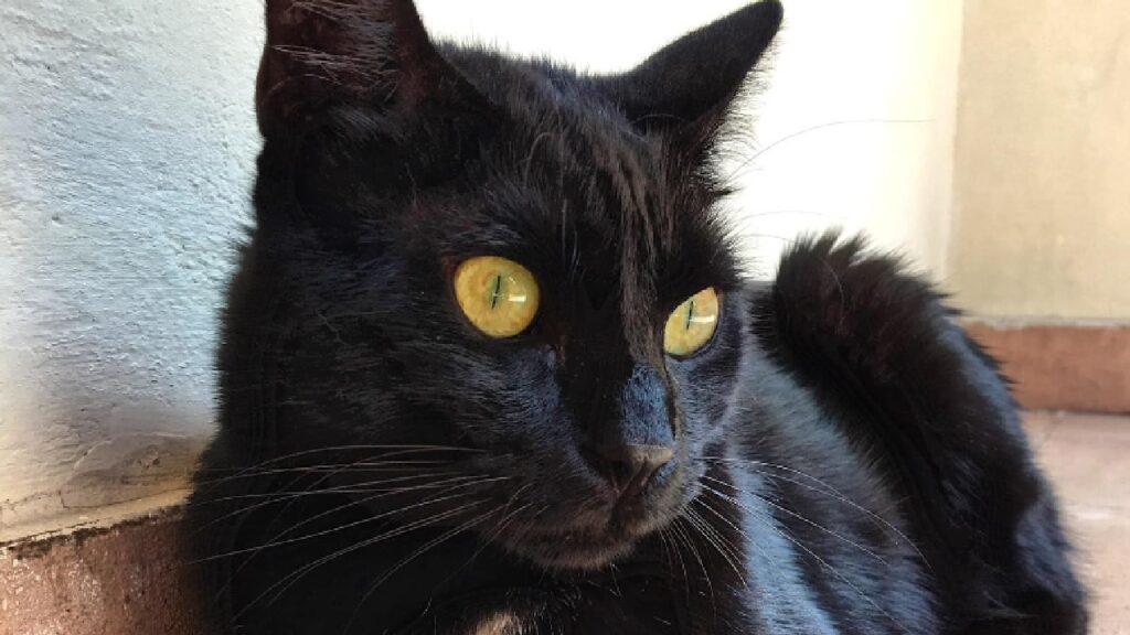 gatto nero occhi gialli