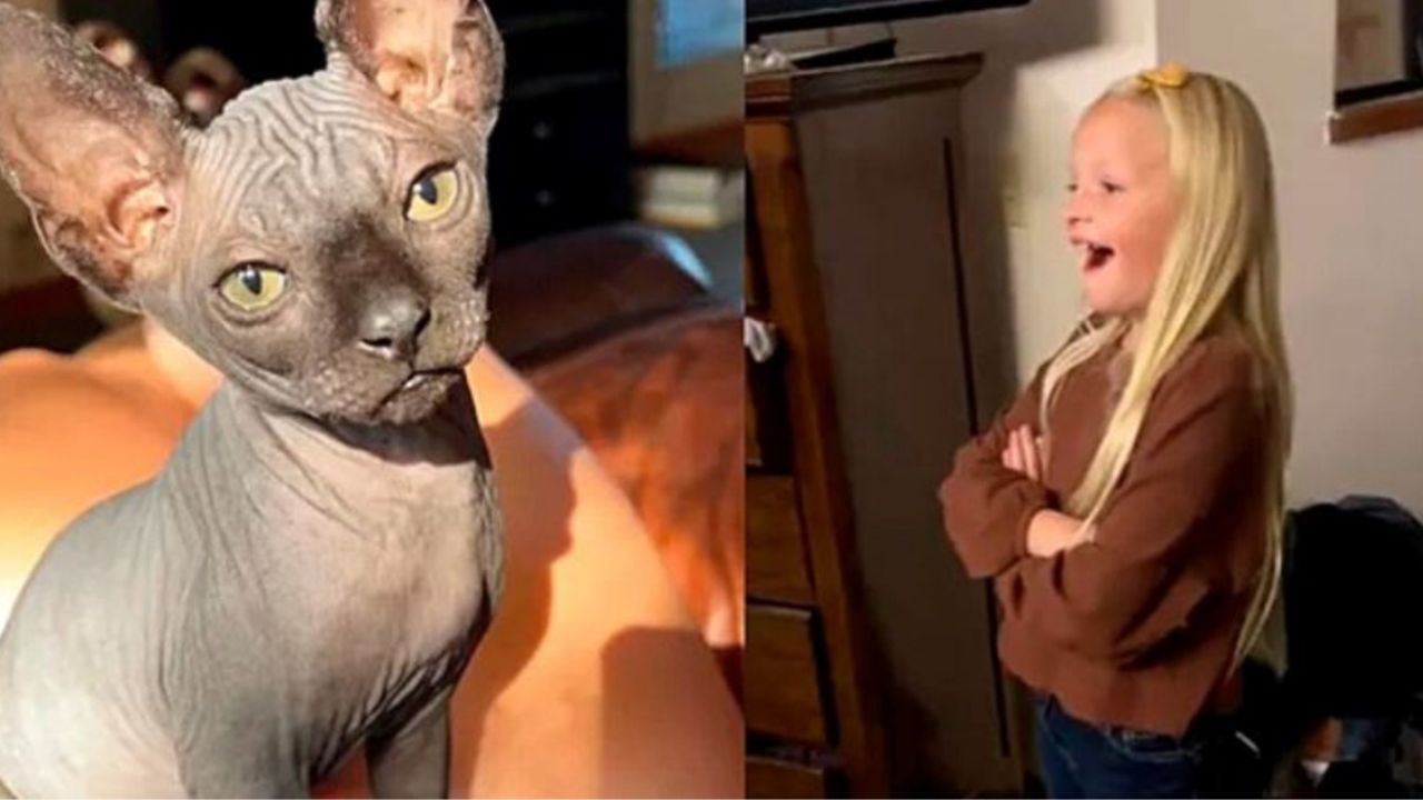 Un gatto di razza Sphynx con una bambina