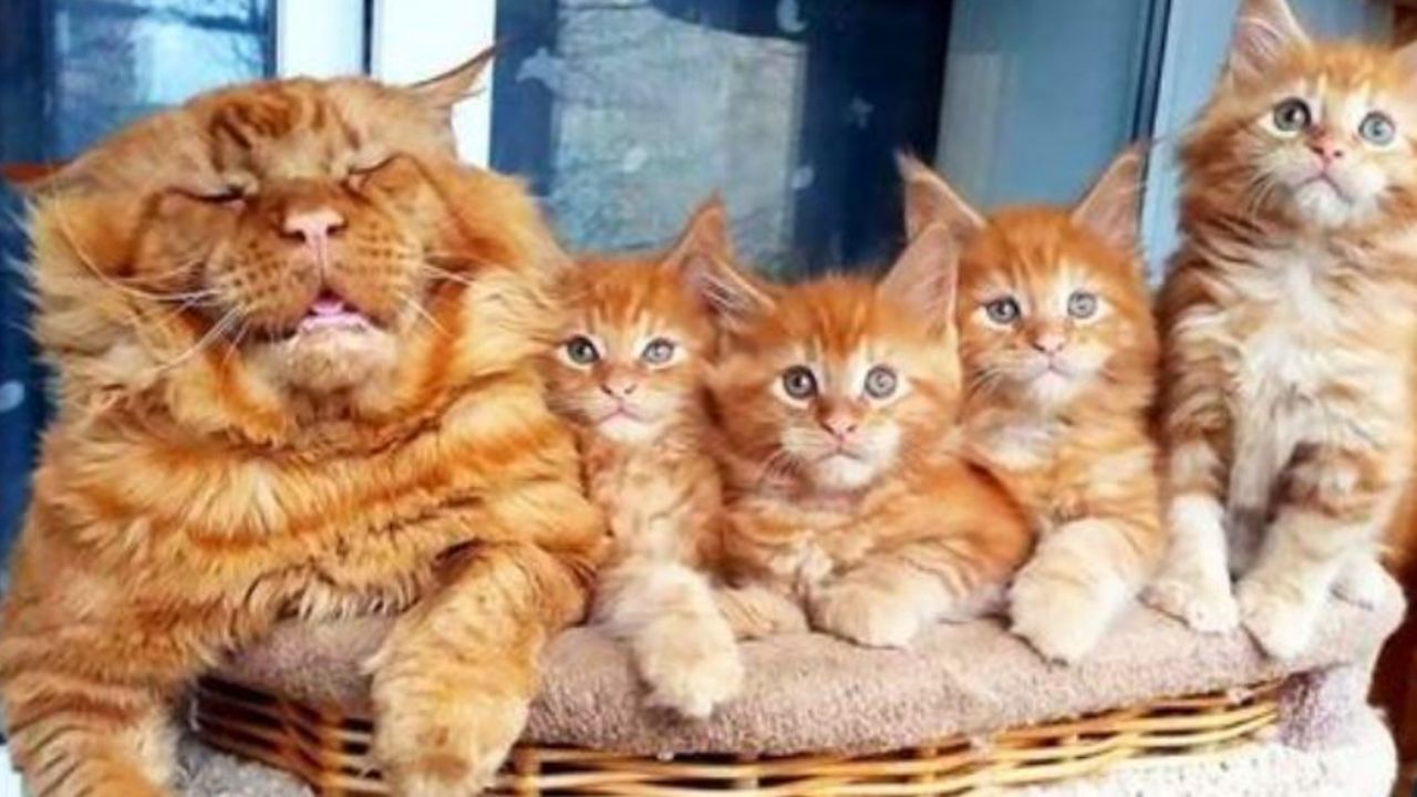 un gatto adulto con dei gattini piccoli