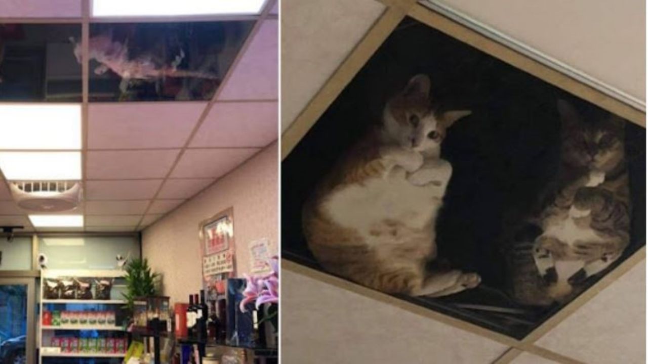 Gatti che spiano un negozio