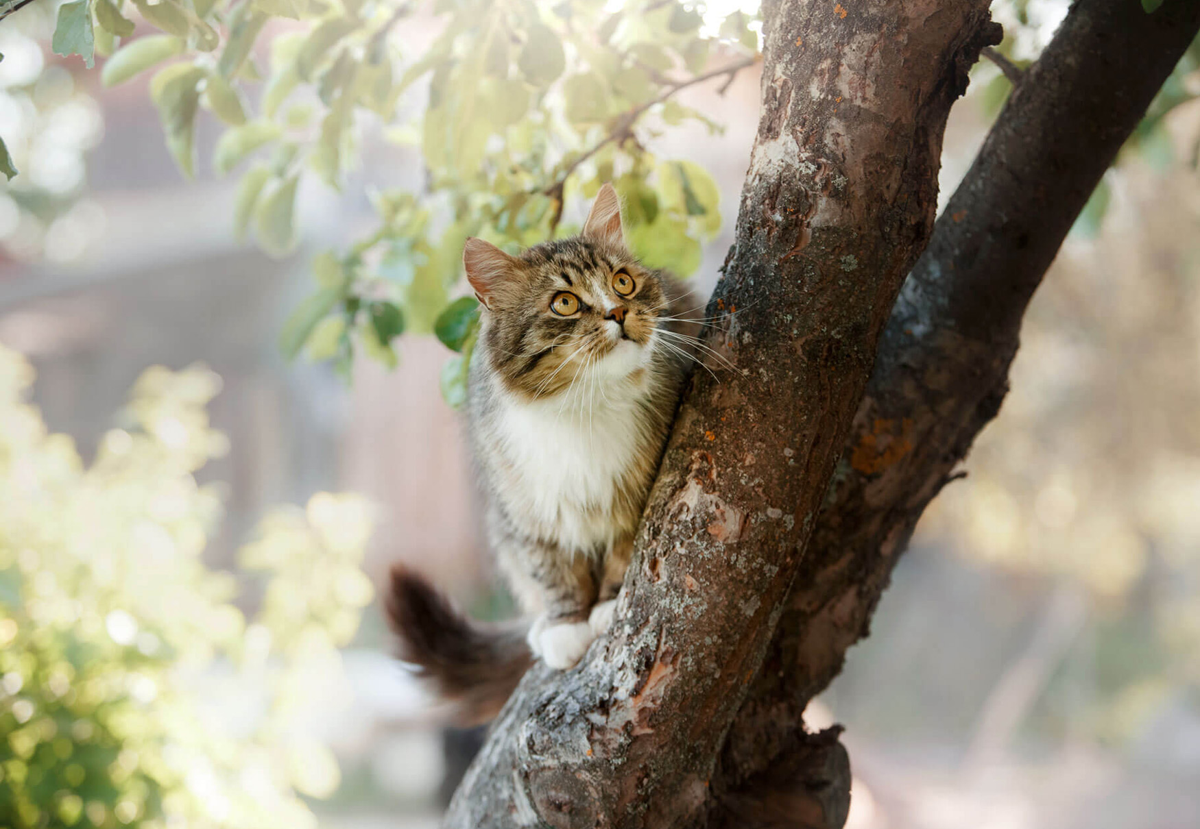 gatto punta preda su albero